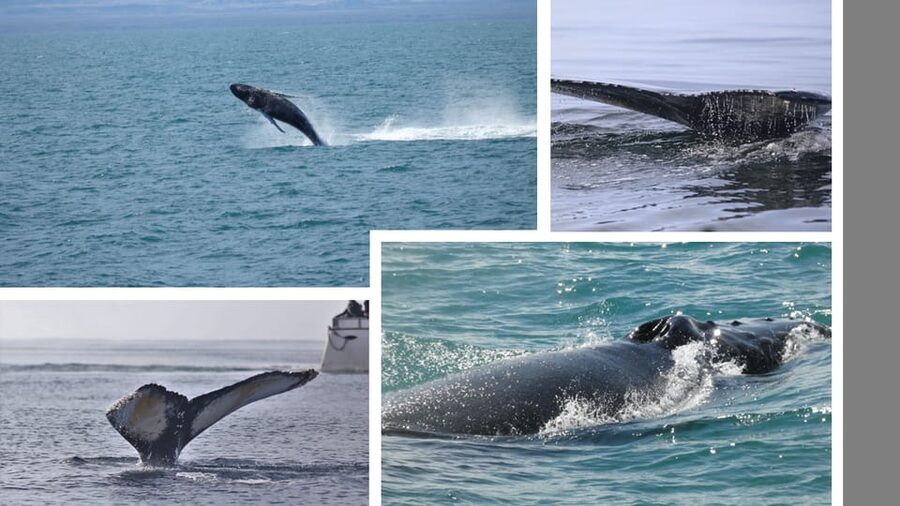 Reykjavík: Whale Watching Cruise and FlyOver Combo Ticket - Two Iceland views in one half-day