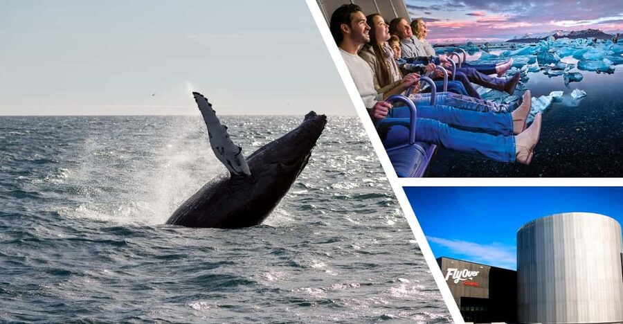 Reykjavík: Whale Watching Cruise and FlyOver Combo Ticket - Why the shared boat matters