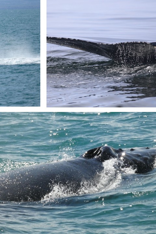 Reykjavík: Whale Watching Cruise and FlyOver Combo Ticket - Who should book this experience?