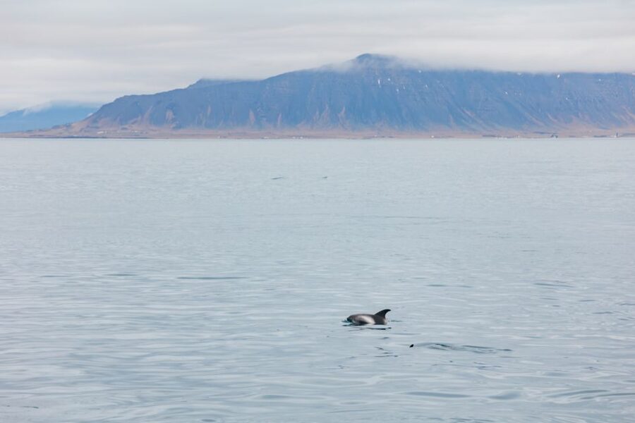 Reykjavík: Whale Watching Cruise on the Amelia Rose Yacht - What the three-hour route is really like