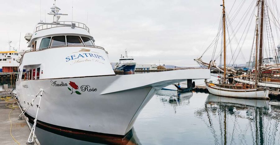 Reykjavík: Whale Watching Cruise on the Amelia Rose Yacht - The guide makes the difference