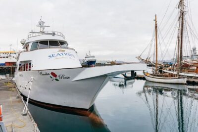 Whale Watching Cruise on the Amelia Rose Yacht