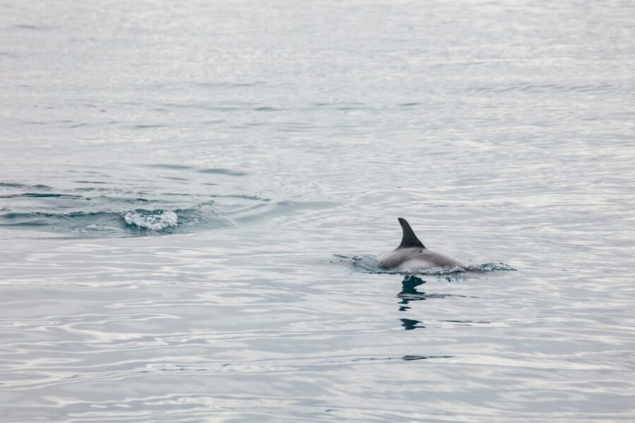 Reykjavík: Whale Watching Cruise on the Amelia Rose Yacht - Comfort and seasickness on Icelandic water