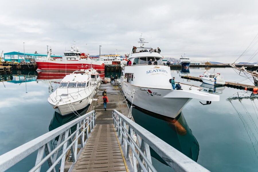 Reykjavík: Whale Watching Cruise on the Amelia Rose Yacht - The best time to sail