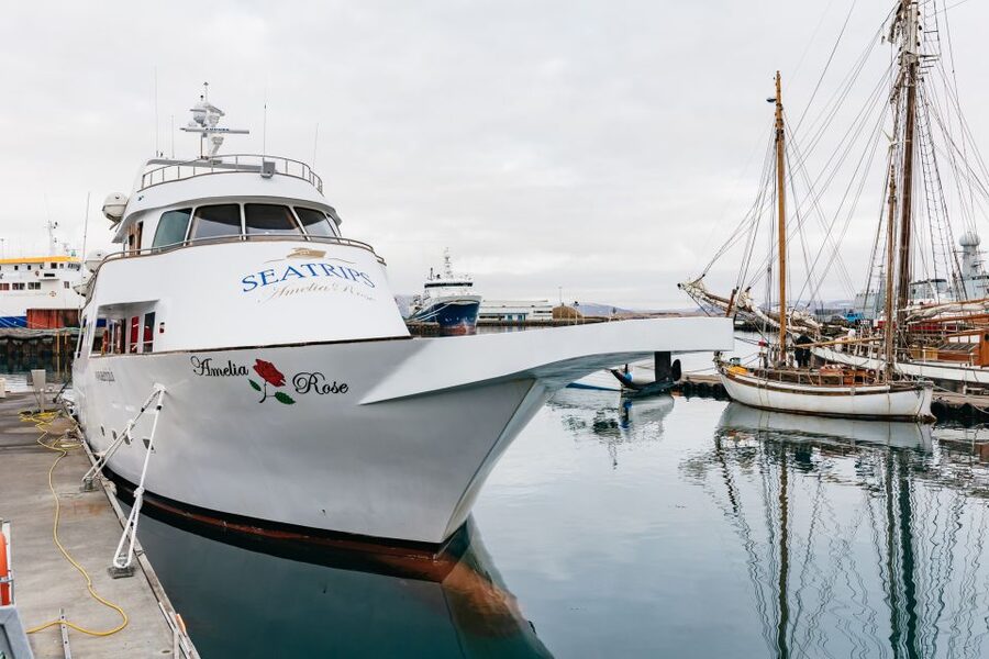 Reykjavík: Whale Watching Cruise on the Amelia Rose Yacht - Finding humpback and minke whales