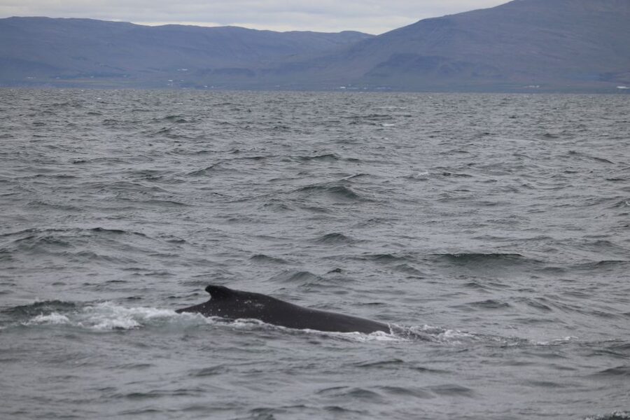 Reykjavik: Whale Watching Excursion & Whale Exhibition - Key points before you book