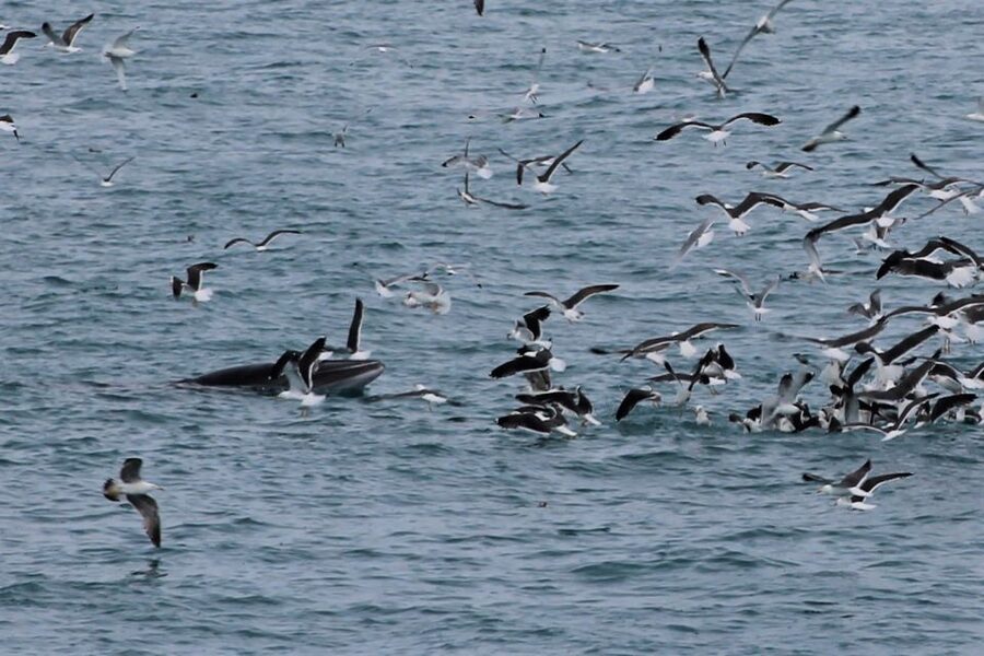 Reykjavik: Whale Watching Excursion & Whale Exhibition - Practical booking advice