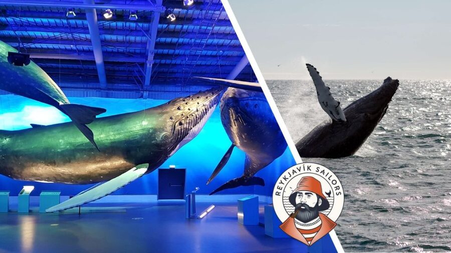 Reykjavik: Whale Watching Excursion & Whale Exhibition - Sailing out from central Reykjavik