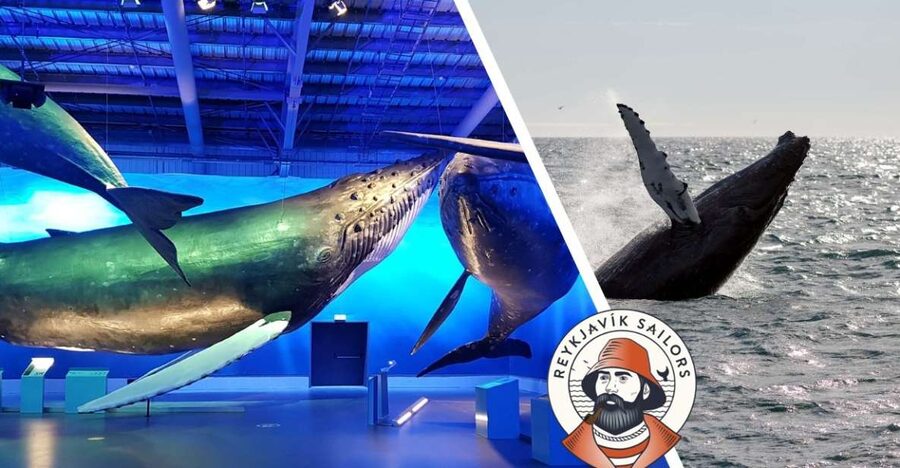 Reykjavik: Whale Watching Excursion & Whale Exhibition - Cold weather, choppy water, and staying comfortable