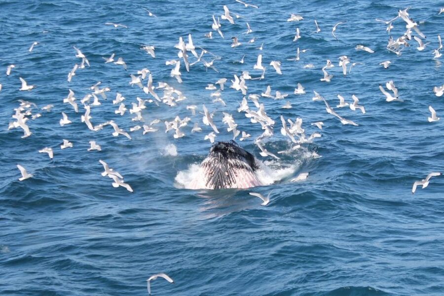Reykjavik: Whale Watching Excursion & Whale Exhibition - The no-sighting promise and what it really means