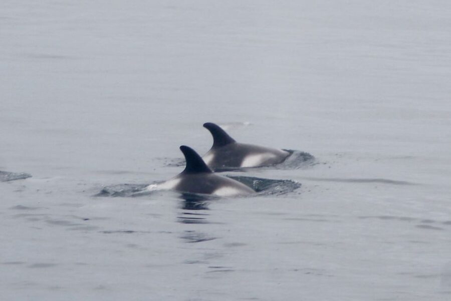 Reykjavik: Whale Watching Excursion & Whale Exhibition - Whales of Iceland, from minke to blue whale