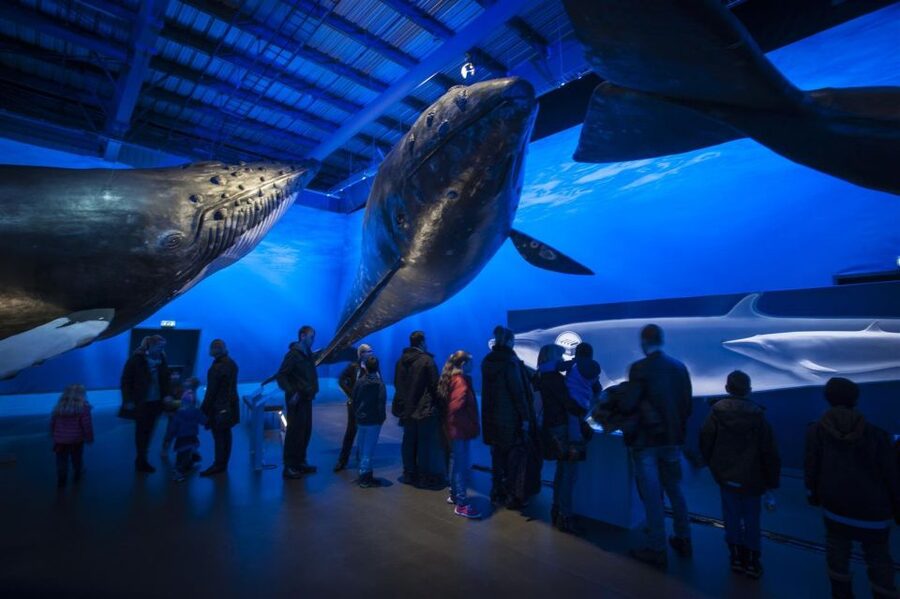 Reykjavik: Whale Watching Excursion & Whale Exhibition - Why the boat and museum work well together