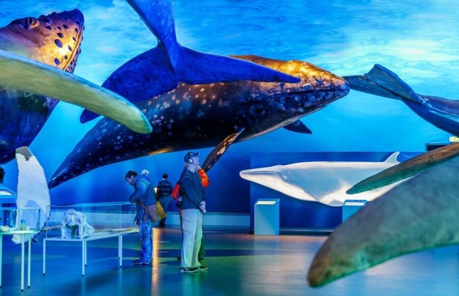 Reykjavik: Whale Watching Excursion & Whale Exhibition - Three hours in search of whales