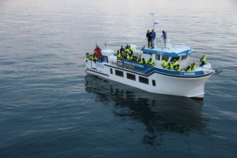 Reykjavik: Whale Watching Express - Quick points to know