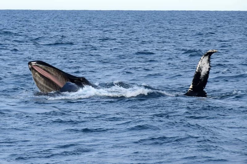 Reykjavik: Whale Watching Express - Why the express boat matters in Reykjavik