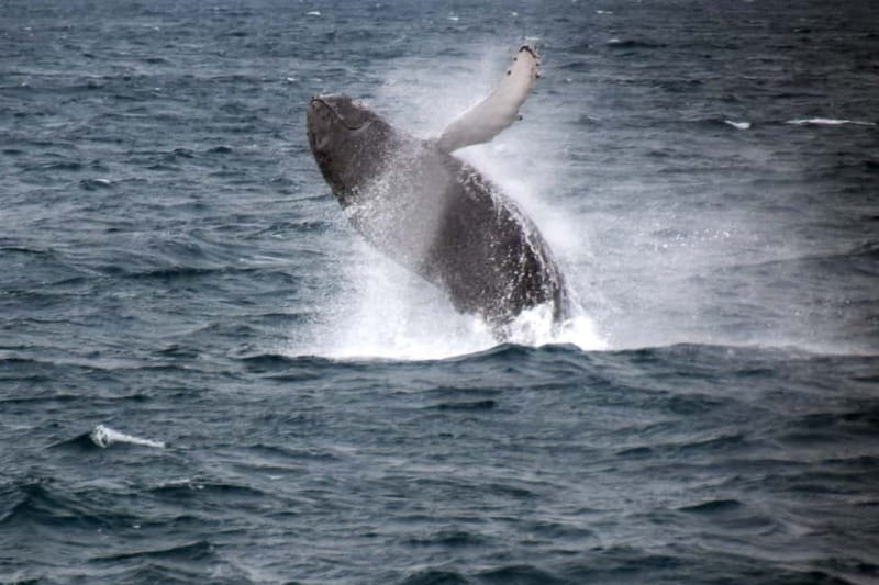 Reykjavik: Whale Watching Express - The first 20 to 30 minutes at sea