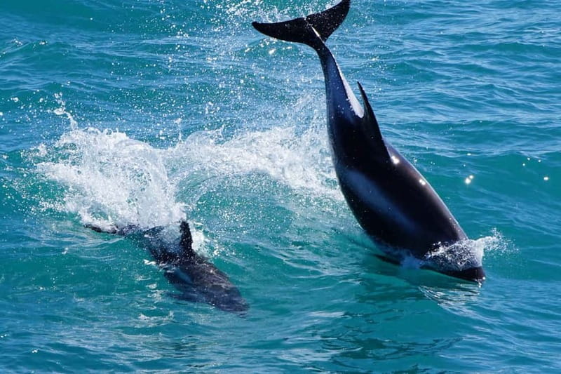 Reykjavik: Whale Watching Express - Searching the whale grounds