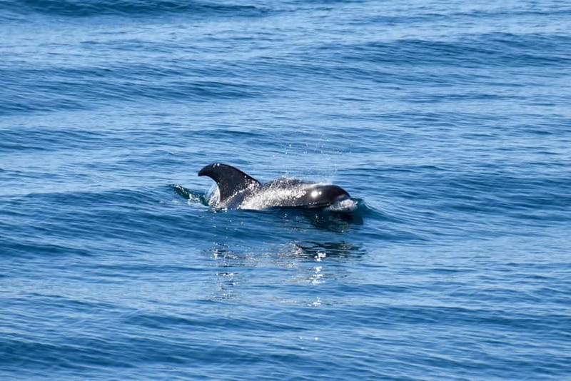 Reykjavik: Whale Watching Express - Guides who make quiet water worthwhile