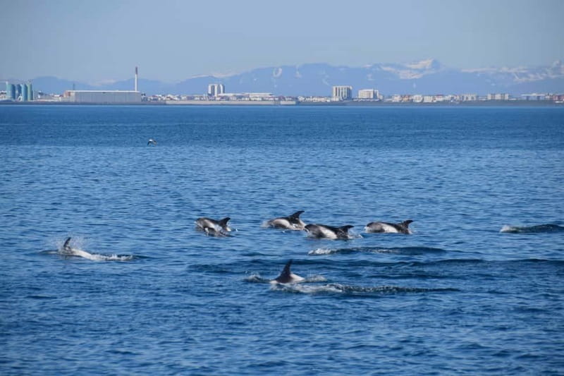 Reykjavik: Whale Watching Express - Is $88 a fair price?