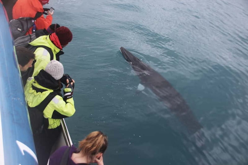 Reykjavik: Whale Watching Express - Who should book this two-hour outing?