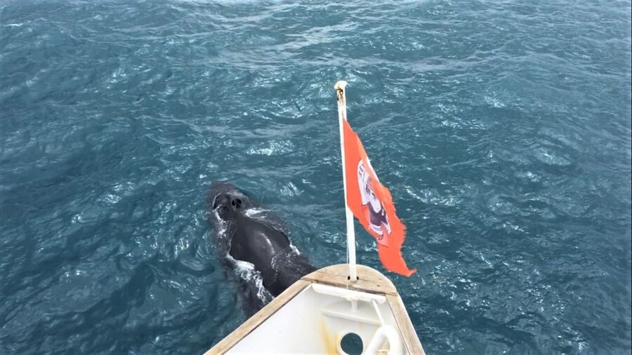 Reykjavik: Whale Watching in Faxaflói Bay & Live Lava Show - Why this Reykjavik pairing makes sense