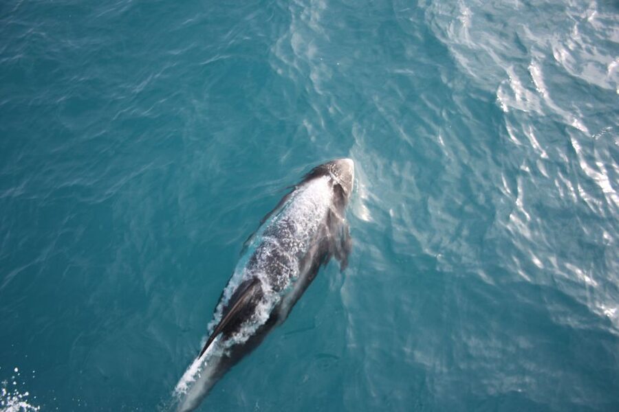 Reykjavik: Whale Watching in Faxaflói Bay & Live Lava Show - Three hours searching Faxaflói Bay
