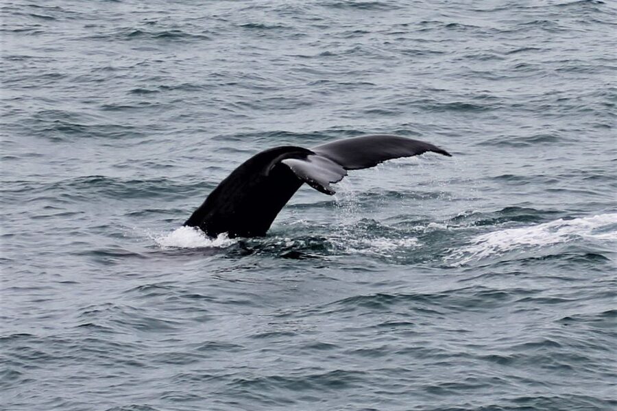 Reykjavik: Whale Watching in Faxaflói Bay & Live Lava Show - Price, timing, and what you really receive