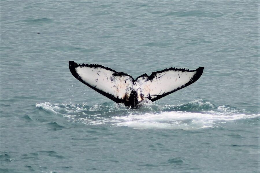 Reykjavik: Whale Watching in Faxaflói Bay & Live Lava Show - Starting at Geirsgata 11 near the Old Harbour