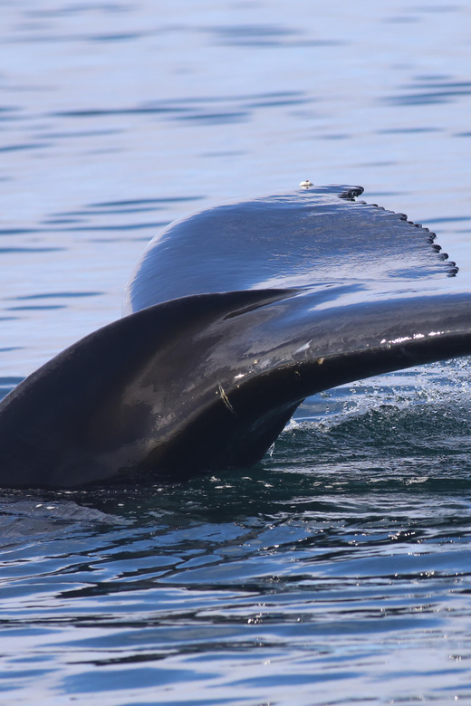 Reykjavik: Whale Watching Morning Expedition - Key points at a glance