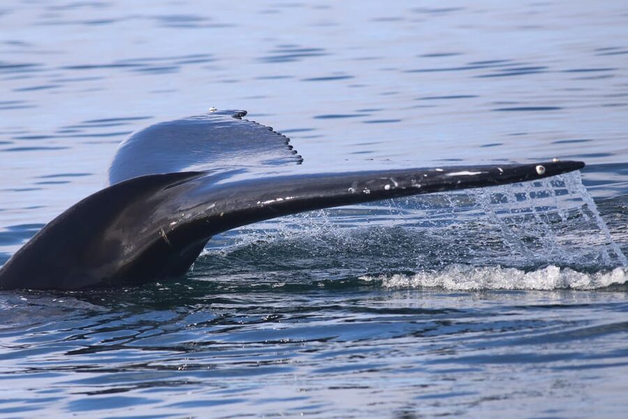 Reykjavik: Whale Watching Morning Expedition - FAQ