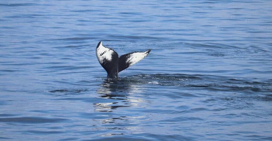 Reykjavik: Whale Watching Morning Expedition - Leaving Reykjavik’s Old Harbour at 9:00 AM