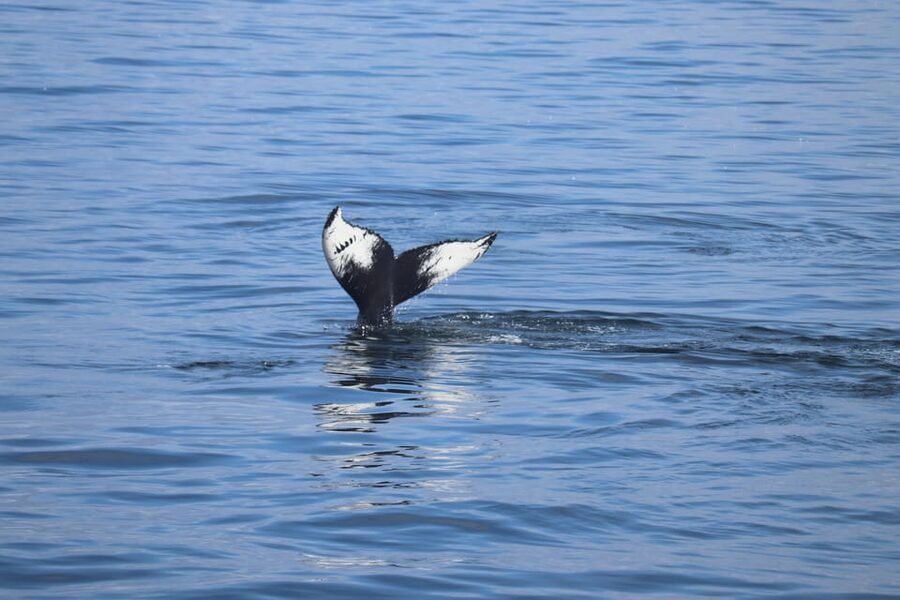 Reykjavik: Whale Watching Morning Expedition - Why the scenery matters when the whales stay below