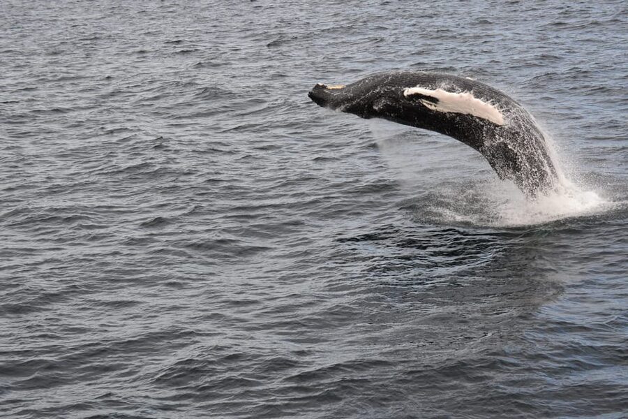 Reykjavik: Whale Watching Morning Expedition - Staying warm aboard the whale-watching boat