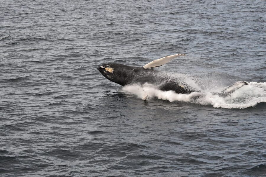 Reykjavik: Whale Watching Morning Expedition - What the $103 price includes