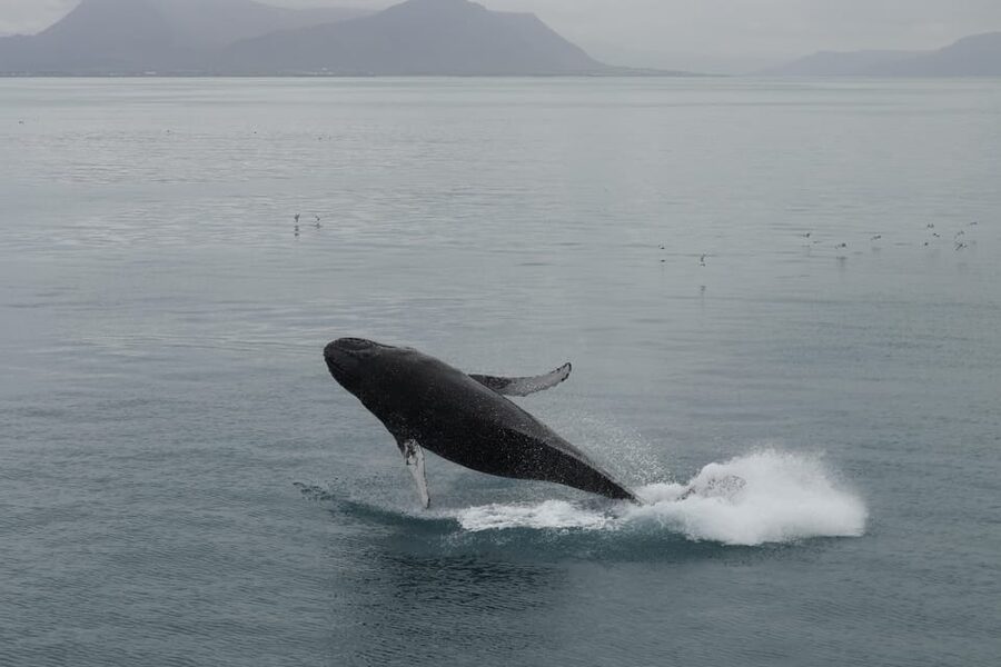 Reykjavik: Whale Watching Morning Expedition - Who will get the most from this morning trip