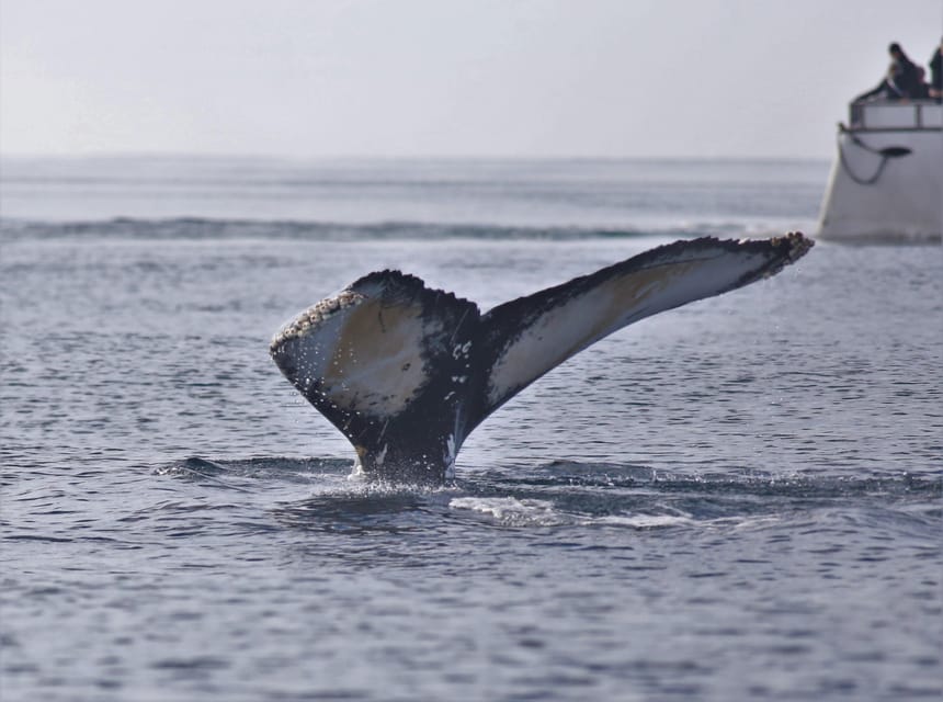 Reykjavik: Whale Watching Morning Expedition - Practical planning for the morning
