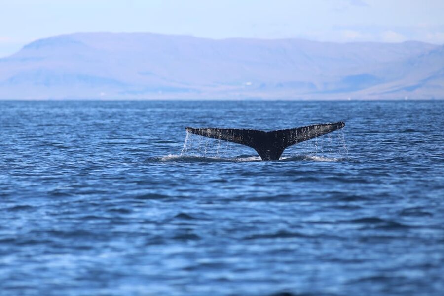 Reykjavik: Whale Watching Morning Expedition - Should you book the Reykjavik whale-watching expedition?