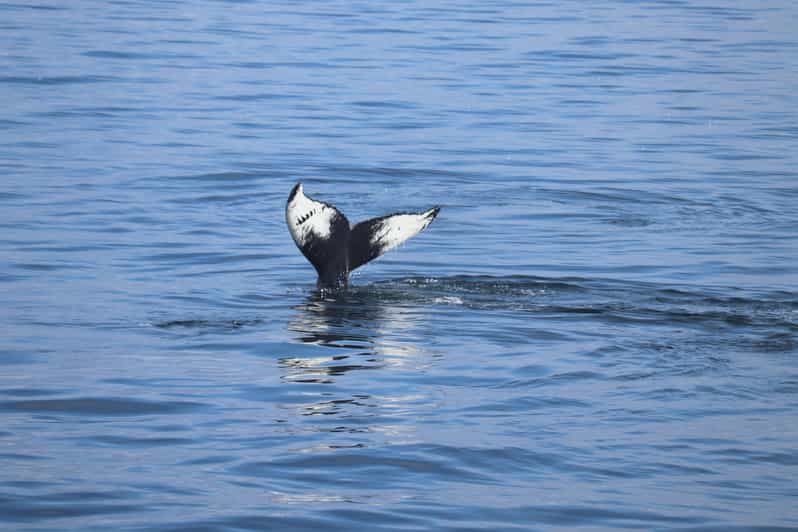 Reykjavik: Whale Watching Morning Expedition - Watching for whales in Faxaflói Bay