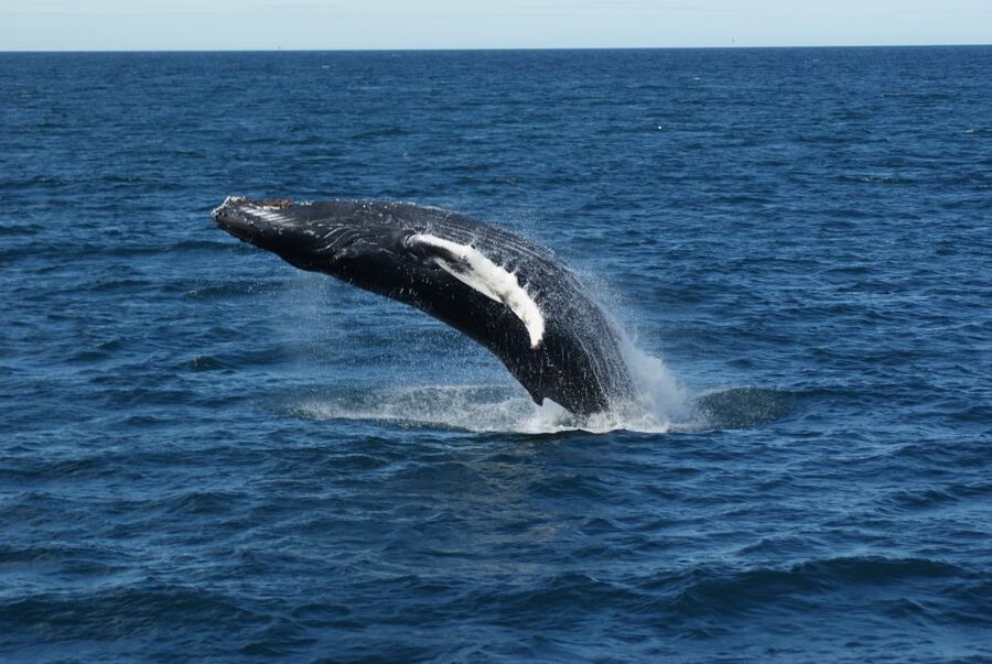 Reykjavik: Whale Watching & Northern Lights Combo Cruise - Key things to know before booking