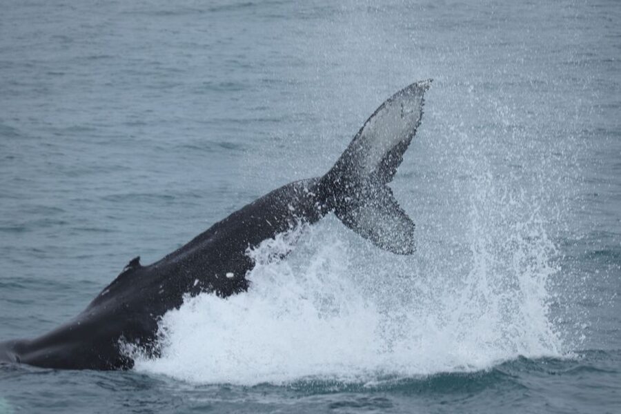 Reykjavik: Whale Watching & Northern Lights Combo Cruise - A full day on Faxaflói Bay