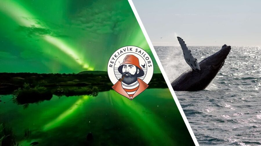 Reykjavik: Whale Watching & Northern Lights Combo Cruise - Guides who make the difference
