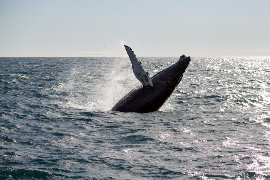 Reykjavik: Whale Watching & Northern Lights Combo Cruise - Five hours in Reykjavik between cruises
