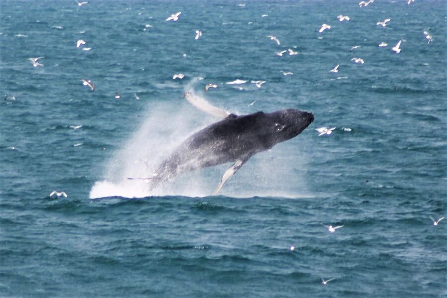 Reykjavik: Whale Watching & Northern Lights Combo Cruise - Comfort, motion, and what to bring