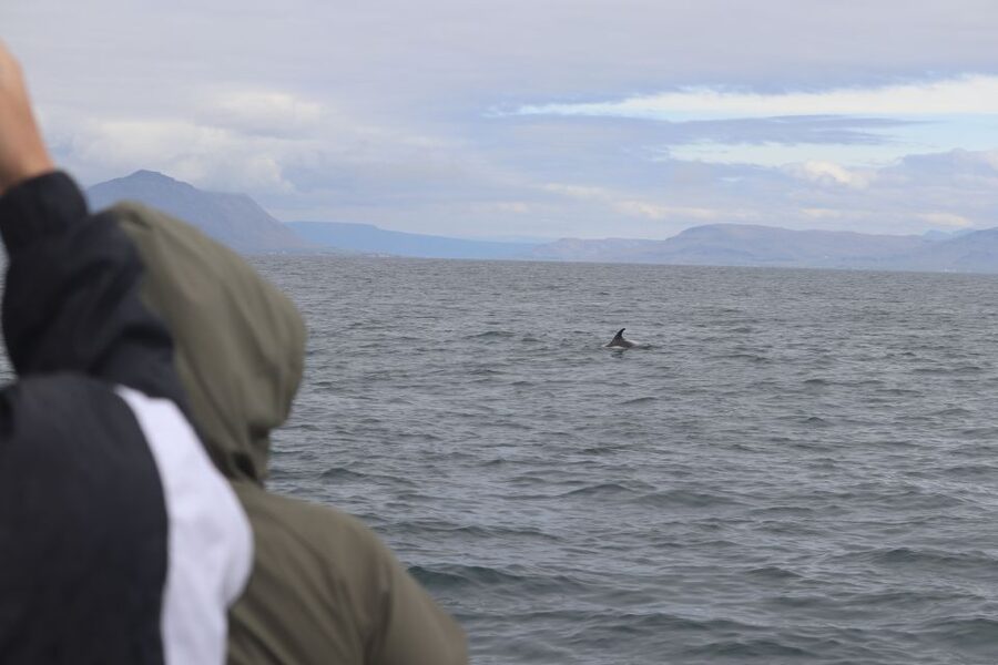 Reykjavik: Whale Watching & Northern Lights Combo Cruise - Who should choose this combo