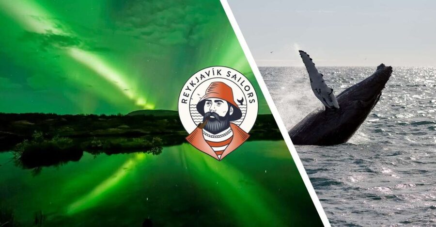 Reykjavik: Whale Watching & Northern Lights Combo Cruise - What the whale-watching cruise is really like