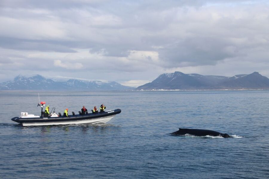 Reykjavik: Whale Watching Tour by RIB Boat - Why the RIB changes the whale-watching experience