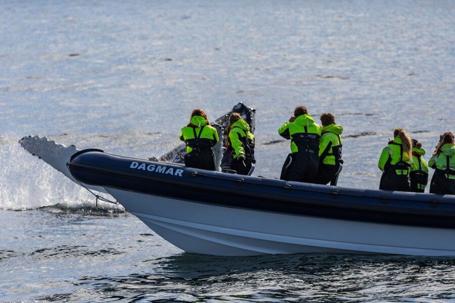 Reykjavik: Whale Watching Tour by RIB Boat - Searching the feeding grounds for whales
