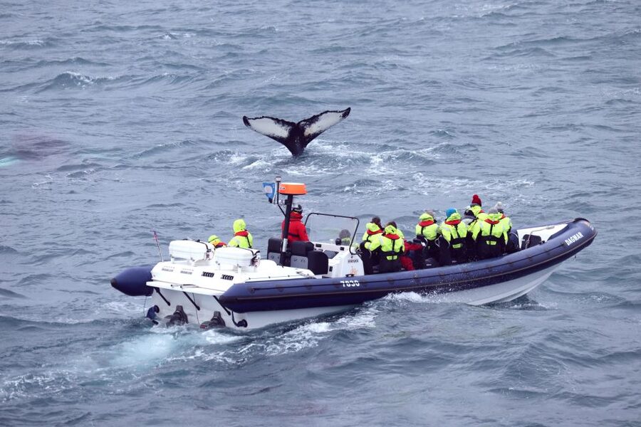 Reykjavik: Whale Watching Tour by RIB Boat - Dolphins, minke whales, and the luck factor