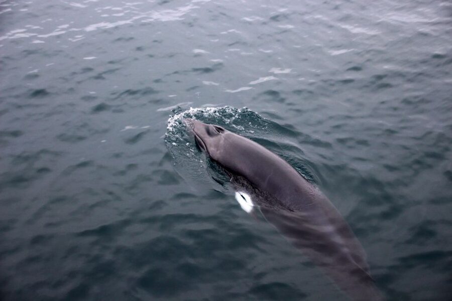 Reykjavik: Whale Watching Tour by RIB Boat - Akurey island and the summer puffins