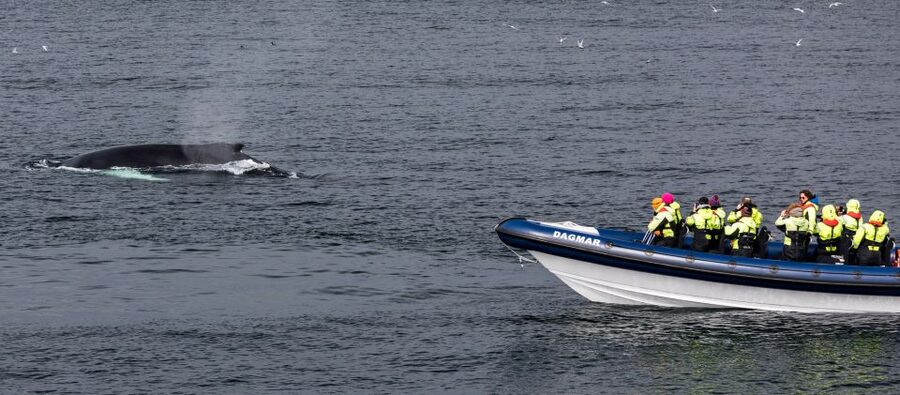 Reykjavik: Whale Watching Tour by RIB Boat - The Whales of Iceland Museum after the boat trip